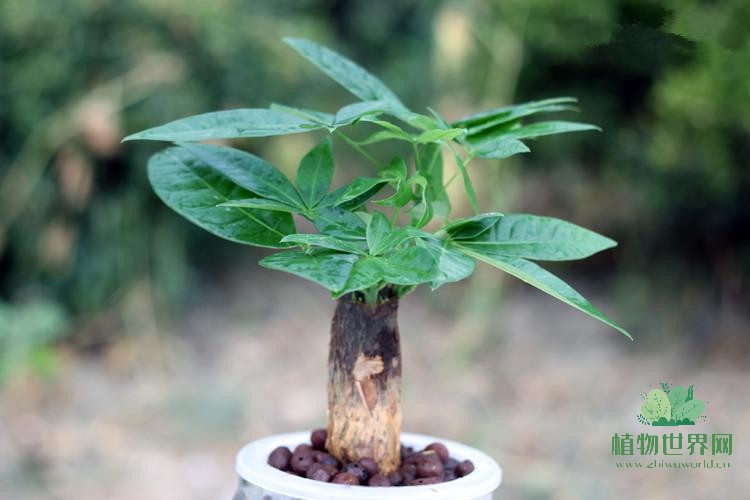 发财树是什么植物？养护要点和繁殖方法是什么？