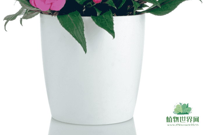 选择合适的花盆尺寸：墨兰植物的花盆大小指南