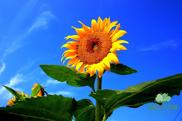 向日葵的花语：阳光与希望的象征