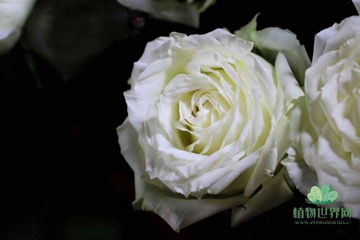 白玫瑰花语：纯洁与无私的象征