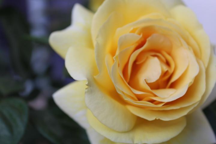 黄玫瑰的花语是什么意思：友谊与欢乐的象征