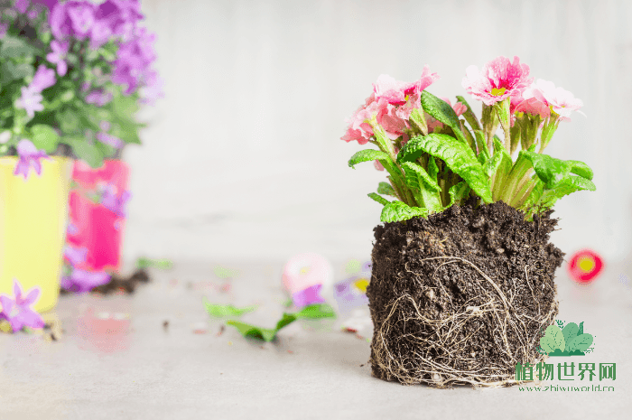 花卉烂根处理：拯救植物健康的关键措施