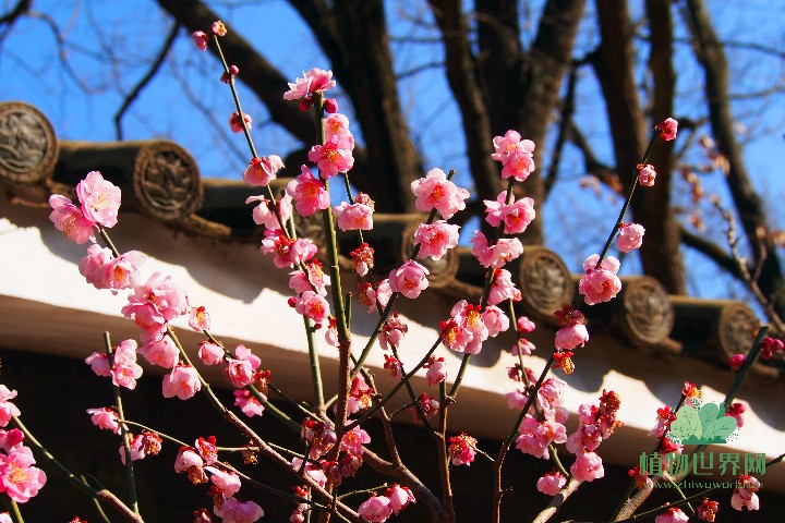 解决夏季梅花树落叶问题，绽放四季美丽的梅花园
