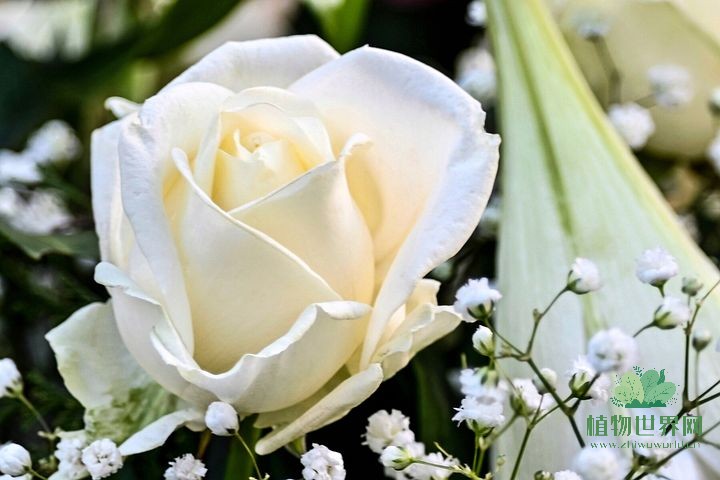 白玫瑰花语：纯洁与无尽的爱