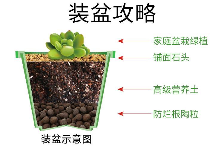 多肉植物土壤深度：探究根系生长的关键要素