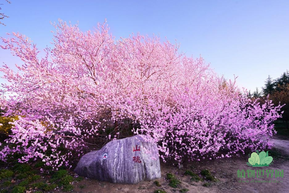 山桃树是什么？常见虫害及防治方法是什么