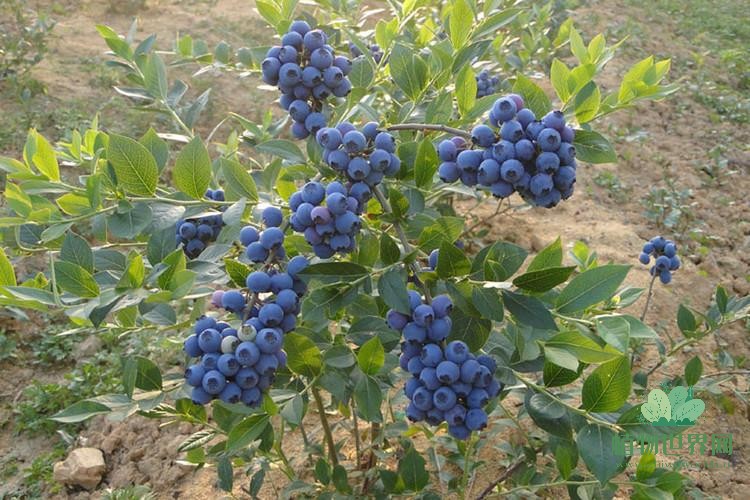 蓝莓的种植方法和技术是什么？