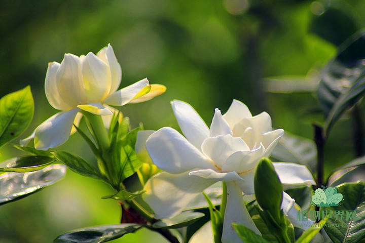 栀子花的花语：香气中的优雅与浪漫