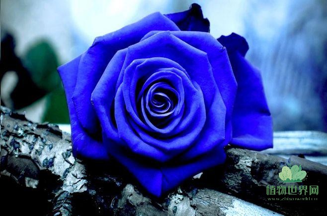 蓝玫瑰花语：神秘与梦幻的象征