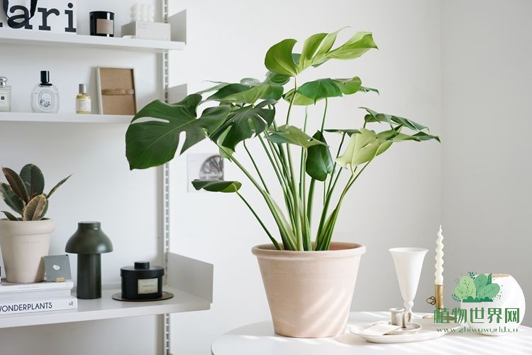 龟背竹的理想花盆选择：打造优雅与和谐的空间