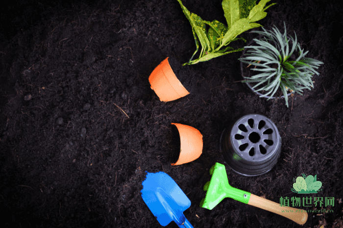营养土盆栽：养花过程中是否需要松土？