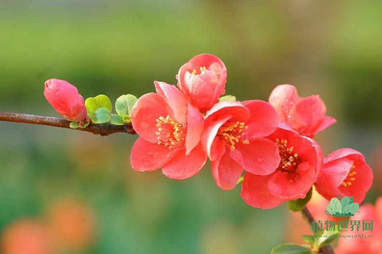 妖艳芬芳的海棠花的养殖方法指南